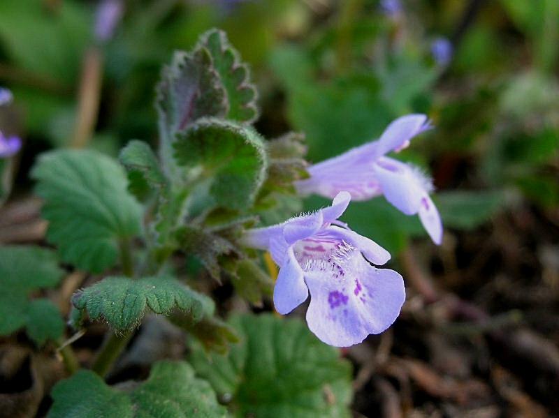 Glechoma hederacea / Edera terrestre